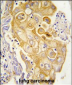 CYP8A1 Antibody (N-term)