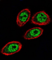 PHB Antibody (Center)