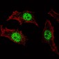 AP2725e-KLF4-Antibody