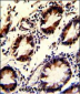 KLF4 Antibody