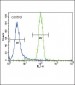 HNF4A Antibody (Center)