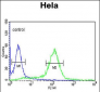 STIP1 Antibody (C-term)