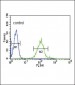 IRF8 Antibody (C-term)