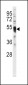 IRF8 Antibody (C-term)