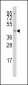 IRF8 Antibody (Center)