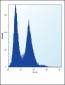 NPM1 Antibody (N-term)