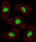 NPM1 Antibody (N-term)