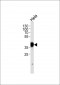 NPM1 Antibody (N-term)