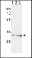 PCNA Antibody (Center)