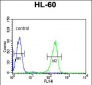 SNRPD1 Antibody (C-term)