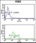 TRIP13 Antibody (N-term)