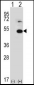 TRIP13 Antibody (N-term)