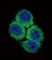 APEX1 Antibody (N-term)