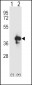 APEX1 Antibody (N-term)