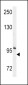 ENPP2 Antibody (Center K416)