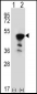 FEN1 Antibody (Center)