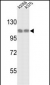 HSPH1 Antibody (C-term)