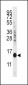 CDA Antibody (C-term)