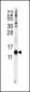 CDA Antibody (C-term)