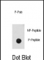 Phospho-CDK2(T14) Antibody