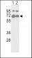 NFE2L2 Antibody (S40)