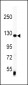 Vinculin Antibody (C-term)