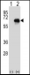 CETP Antibody (N-term)