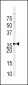 SPRY4 Antibody (C-term)