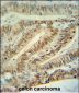 CUL5 Antibody (C-term)