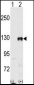 EphB1 Antibody