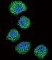 FGFR2 Antibody