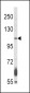 FGFR2 Antibody