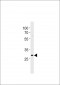 IPF Antibody (S66)