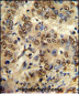 PK3CA Antibody (Y317)