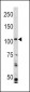 PK3CA Antibody (Y317)