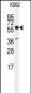 CDC25C Antibody (C-term)