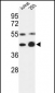 COPS3 Antibody (Center)