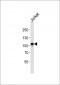 MERTK Antibody