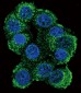 FKBP1B Antibody (N-term E6)