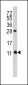 FKBP1B Antibody (N-term E6)