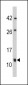 FKBP1B Antibody (N-term E6)
