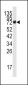 AMPD3 Antibody (Center)