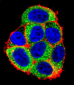 CASP9 Antibody (Center)