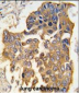 CASP9 Antibody (Center)