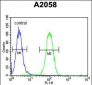PA2G4 Antibody (Center R243)