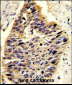PA2G4 Antibody (Center R243)