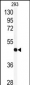 RFC3 Antibody (Center)