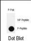 Phospho-IPF(T11) Antibody