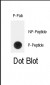 Phospho-TERT(Y707) Antibody