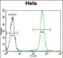 FASN Antibody (Center)